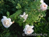 Crocus Rose® Crocus Rose®