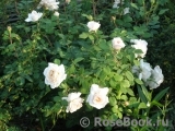 Crocus Rose® Crocus Rose®