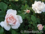 Crocus Rose® Crocus Rose®