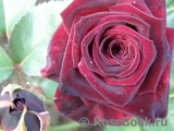 Black Baccara Black Baccara
