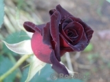 Black Baccara Black Baccara