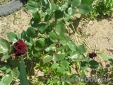 Black Baccara Black Baccara