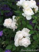 Glamis Castle® Glamis Castle®