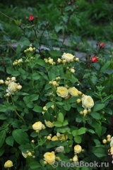 Golden Border Golden Border