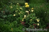 Golden Border Golden Border