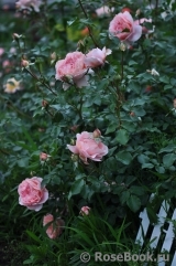 Sangerhauser Jubilaumsrose Sangerhauser Jubilaumsrose