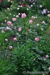 Abraham Darby Abraham Darby
