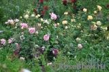 Abraham Darby Abraham Darby