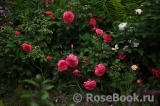 Rosarium Uetersen Rosarium Uetersen