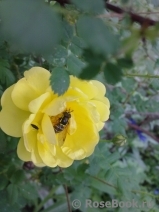 Harison’s Yellow Harison’s Yellow