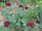 Black Baccara Black Baccara