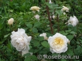 Crocus Rose® Crocus Rose®