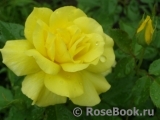 Friesia Friesia