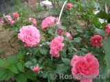 Rosarium Uetersen Rosarium Uetersen
