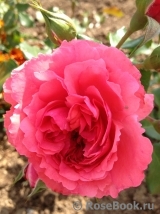 Rosarium Uetersen Rosarium Uetersen
