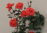 Lady Rose 