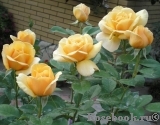 Kupferkonigin Kupferkonigin