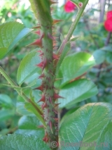 Robusta Robusta