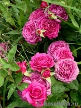 Heidi Klum Rose Heidi Klum Rose