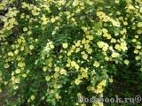 Rosa hugonis Rosa hugonis