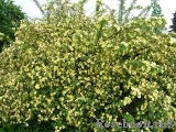 Rosa hugonis Rosa hugonis