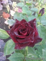 Black Baccara Black Baccara