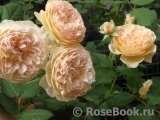 Crown Princess Margareta® Crown Princess Margareta®