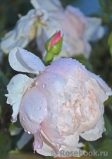 Generous Gardener, The Generous Gardener, The