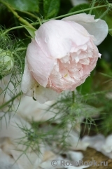 Generous Gardener, The Generous Gardener, The
