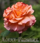 Augusta Luise Augusta Luise