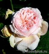 Antico Amore Antico Amore