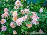 Augusta Luise Augusta Luise