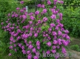Perennial Blue Perennial Blue