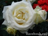 Chopin Chopin