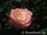 Belle Perle