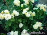 Golden Border Golden Border