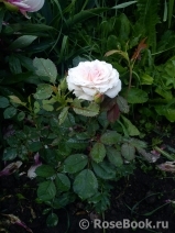 Morden Blush Morden Blush