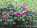 Rose de Rescht