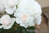 Great North Eastern Rose Great North Eastern Rose