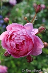 Alan Titchmarsh Alan Titchmarsh