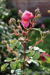 Alan Titchmarsh Alan Titchmarsh