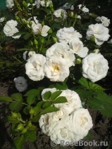 Aspirin Rose Aspirin Rose