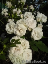 Aspirin Rose Aspirin Rose