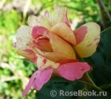 Rose des Cisterciens Rose des Cisterciens