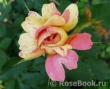 Rose des Cisterciens Rose des Cisterciens