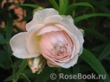 Ginger Syllabub Ginger Syllabub