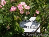 Abelzieds