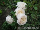 Crocus Rose® Crocus Rose®