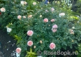 Abraham Darby Abraham Darby