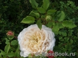 Crocus Rose® Crocus Rose®